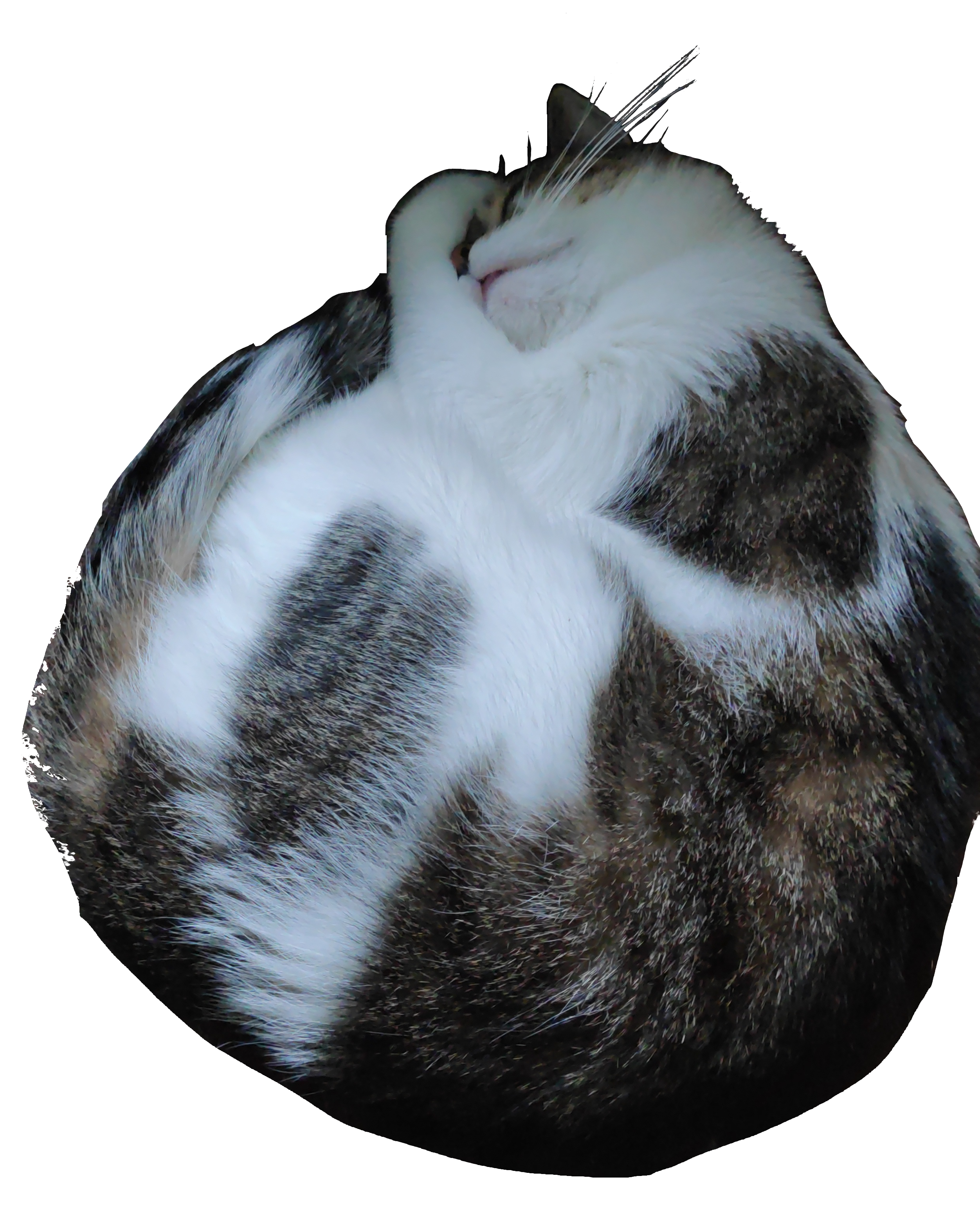 Cat lying in a circle