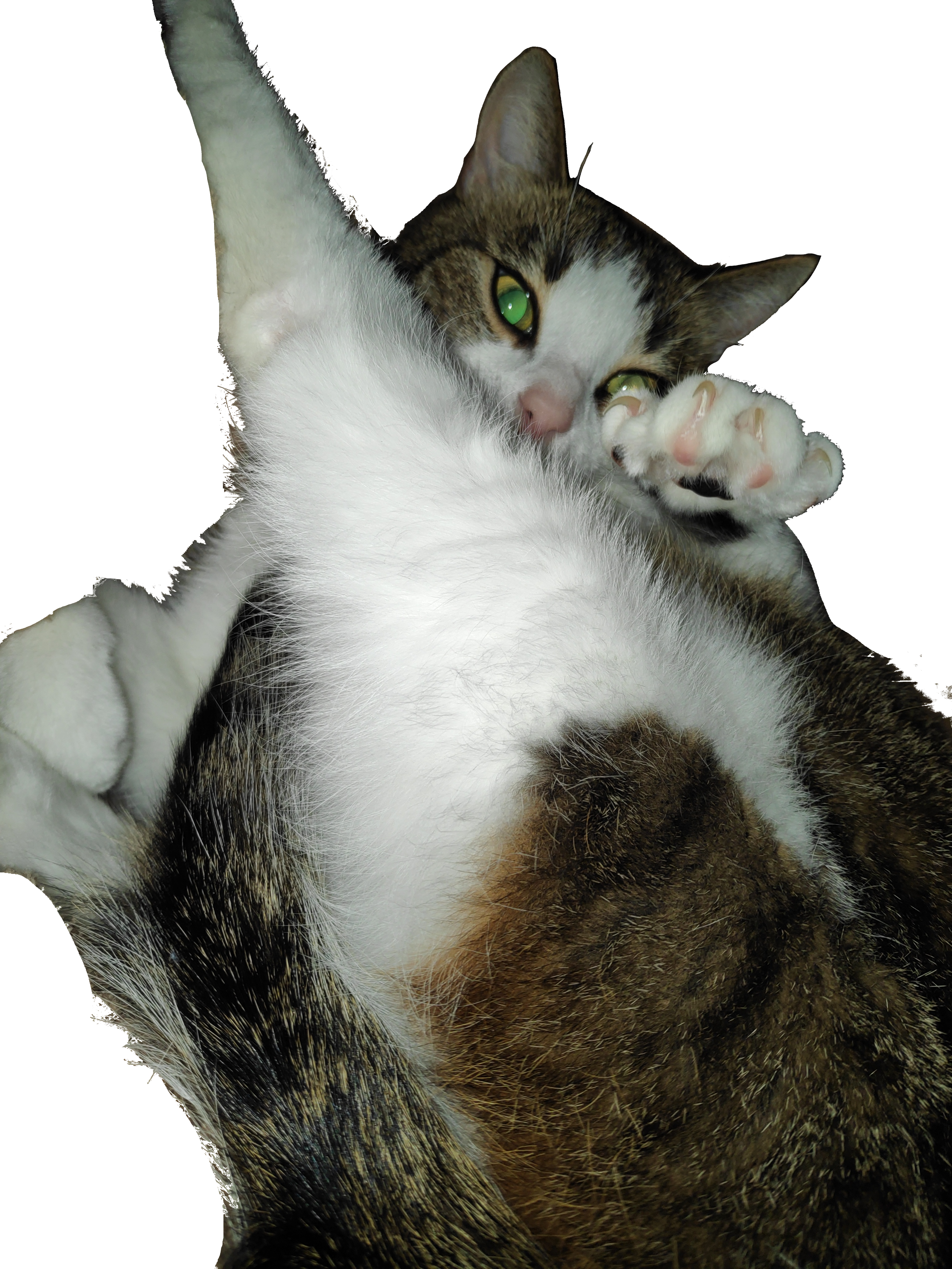 Cat ready to play rough with claws out