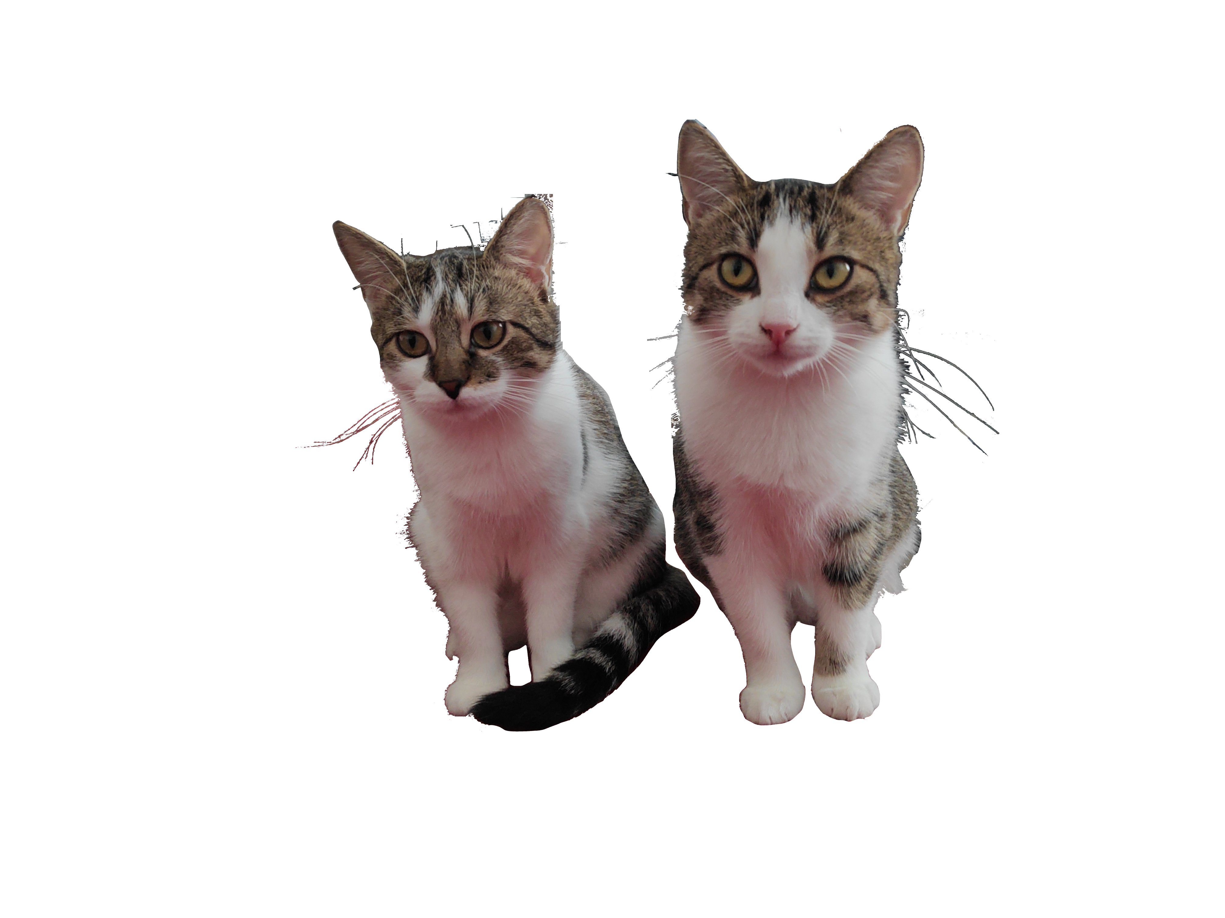 Two cats sitting side by side